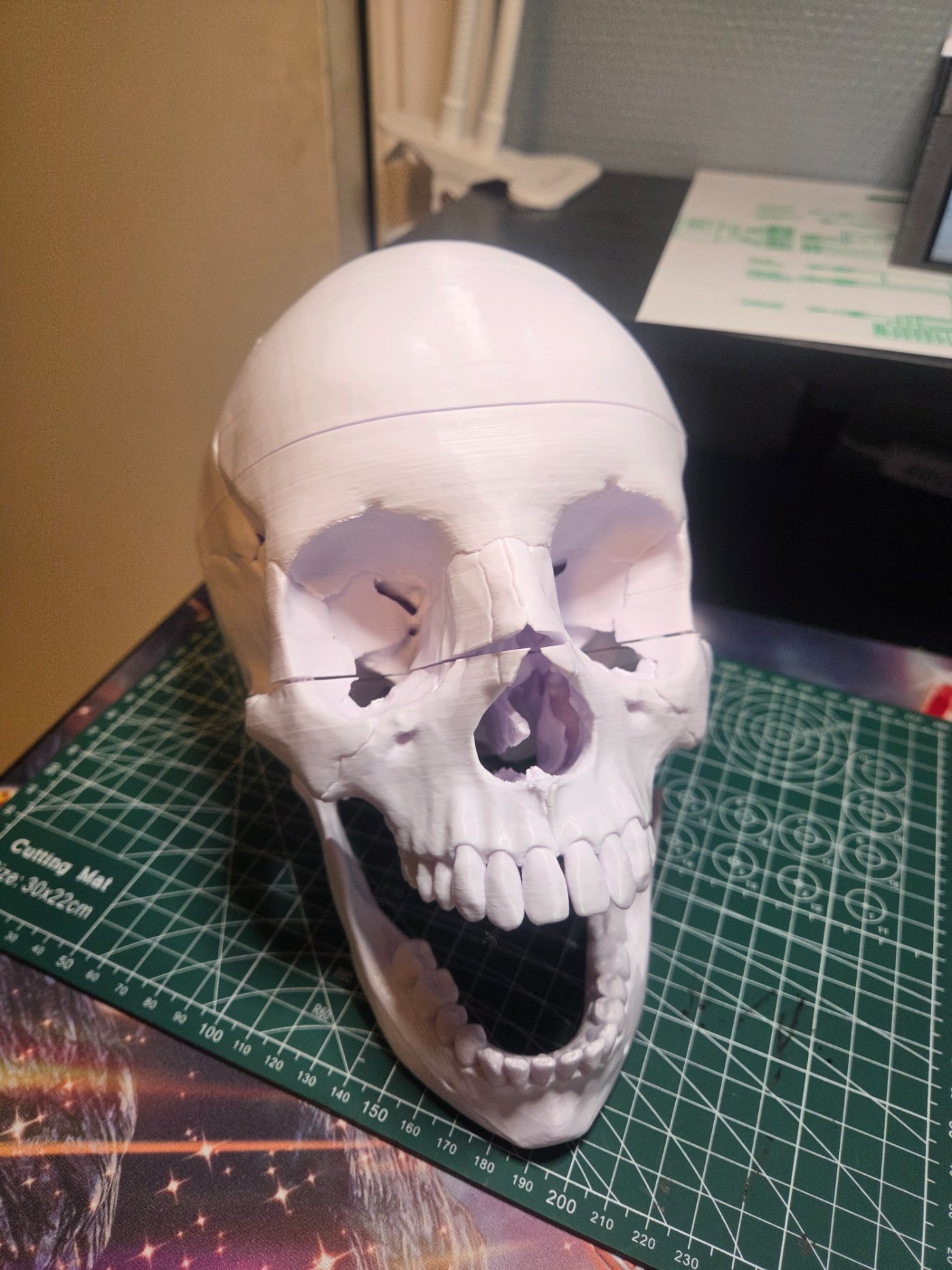 Anatomisk hodeskallemodell